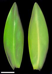 Veronica punicea. Leaf surfaces, adaxial (left) and abaxial (right). Scale = 1 mm.
 Image: W.M. Malcolm © Te Papa CC-BY-NC 3.0 NZ